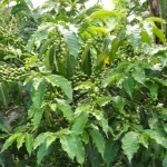 Organic Coffee Beans Growing on Kahangi Estate